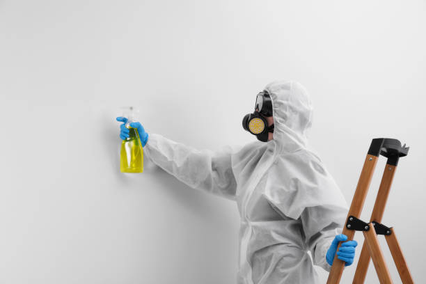 Best Basement Mold Removal  in Sumiton, AL