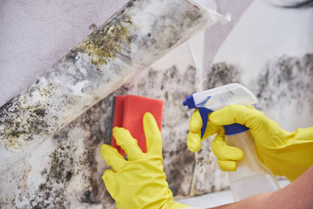 Best Environmental Consulting for Mold Prevention  in Sumiton, AL